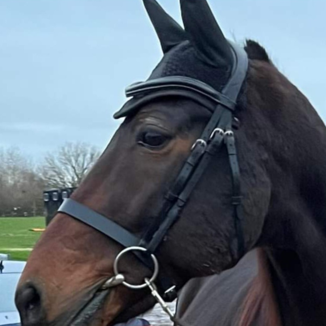 Horse of the Week – Andre