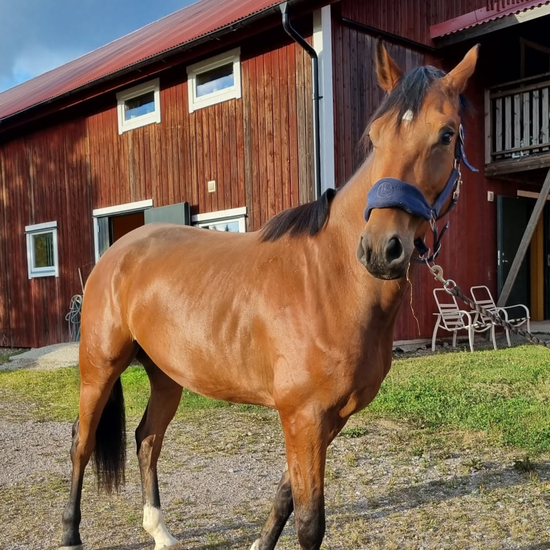 Horse of the week - Arne