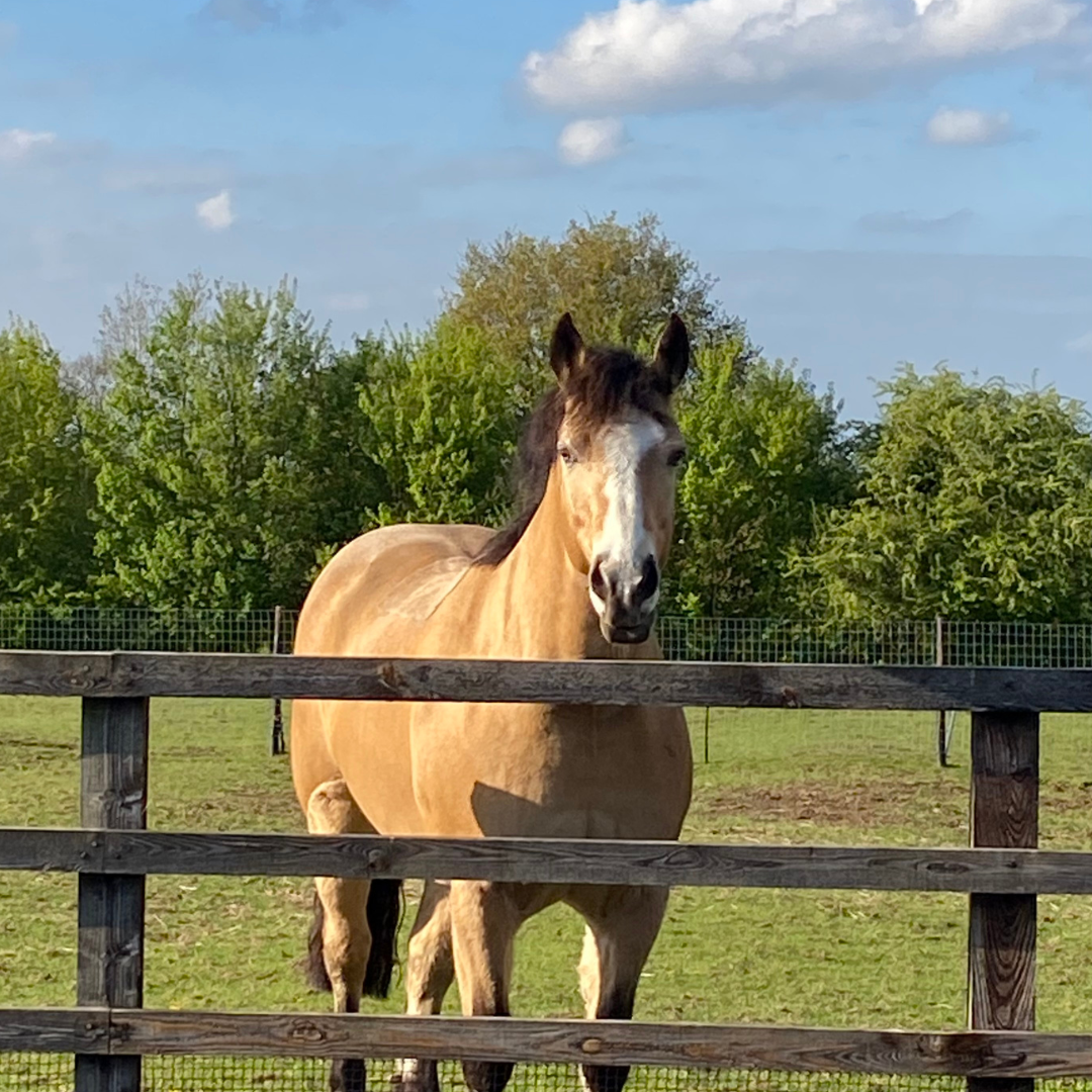 Horse of the week – Buddy