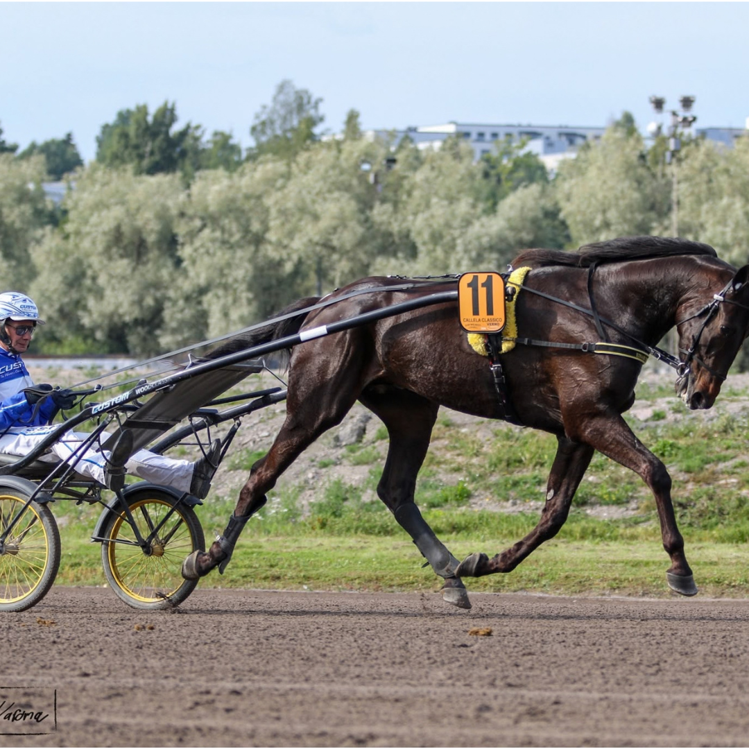 Horse of the week - Calle