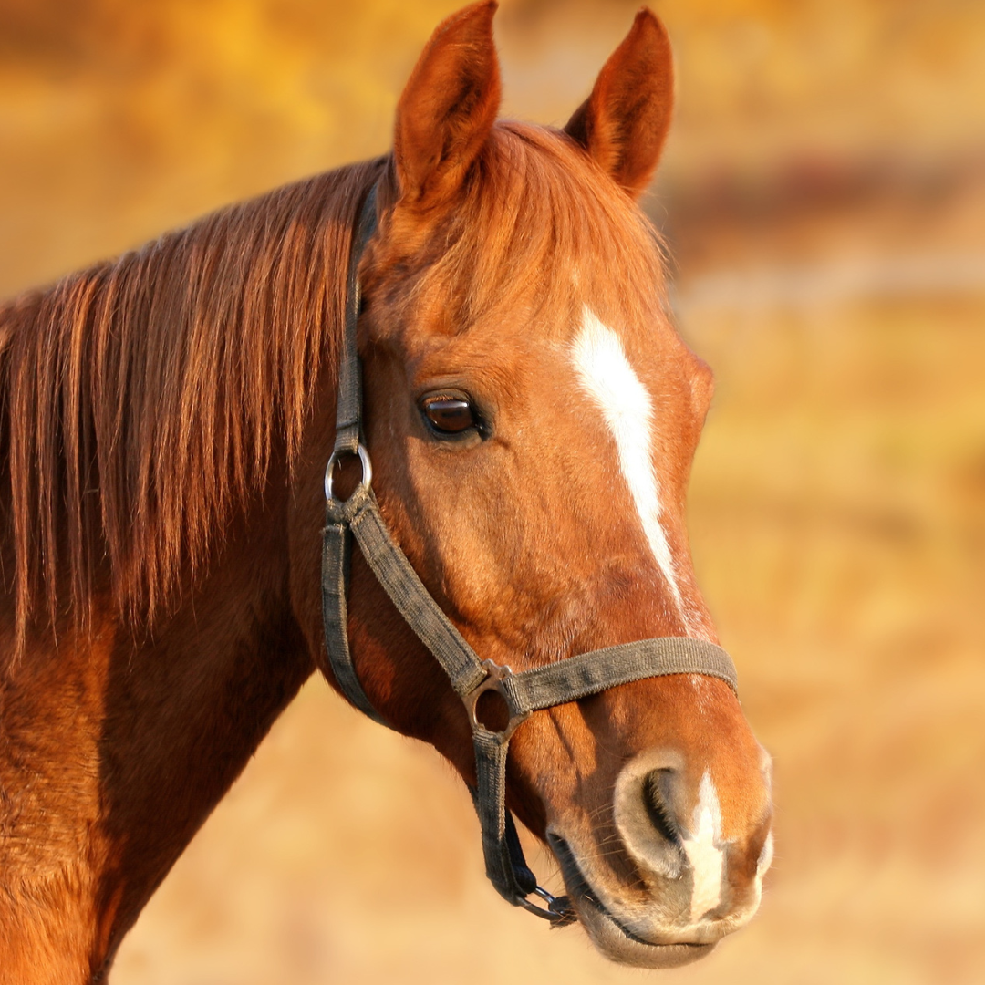 Changes in the gut microbiome and colic in horses: Are they causes or consequences?