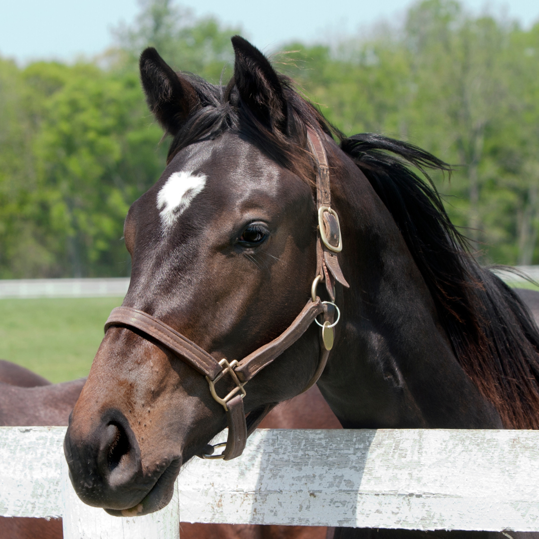 Equine Veterinary Journal – Characterisation of the faecal metabolome and microbiome of Thoroughbred racehorses