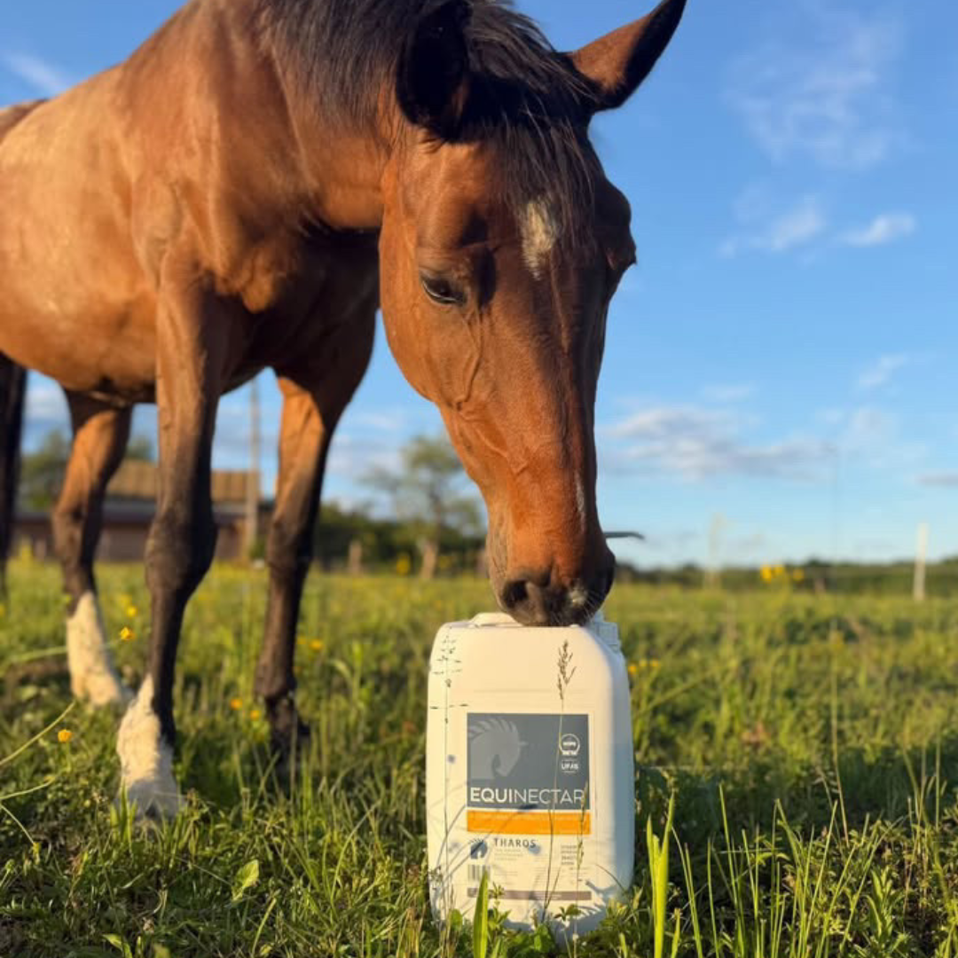A Vet’s Brief Guide to Hindgut Health in Horses: An Interview with Petra Špetlová