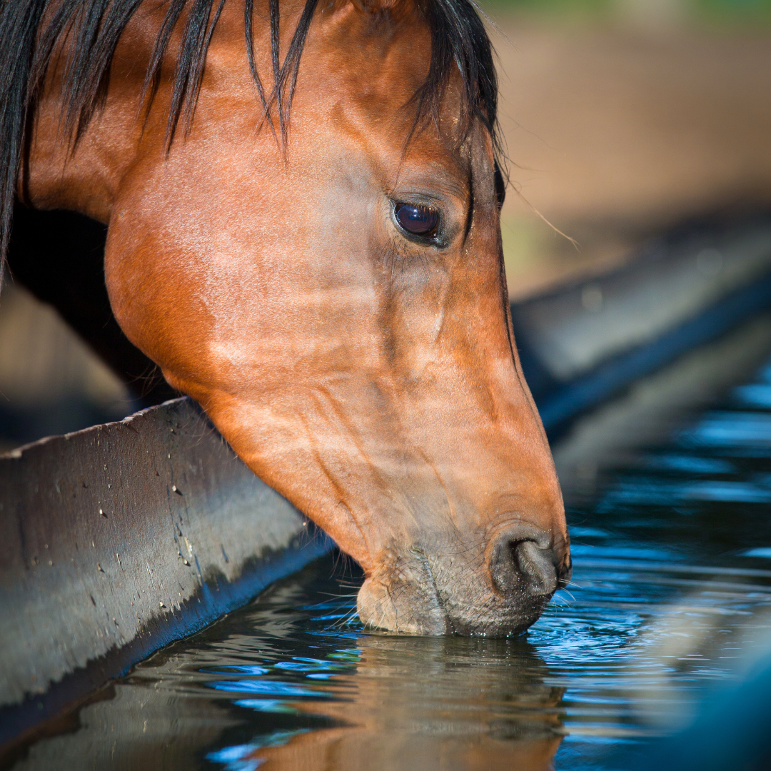Electrolytes for horses