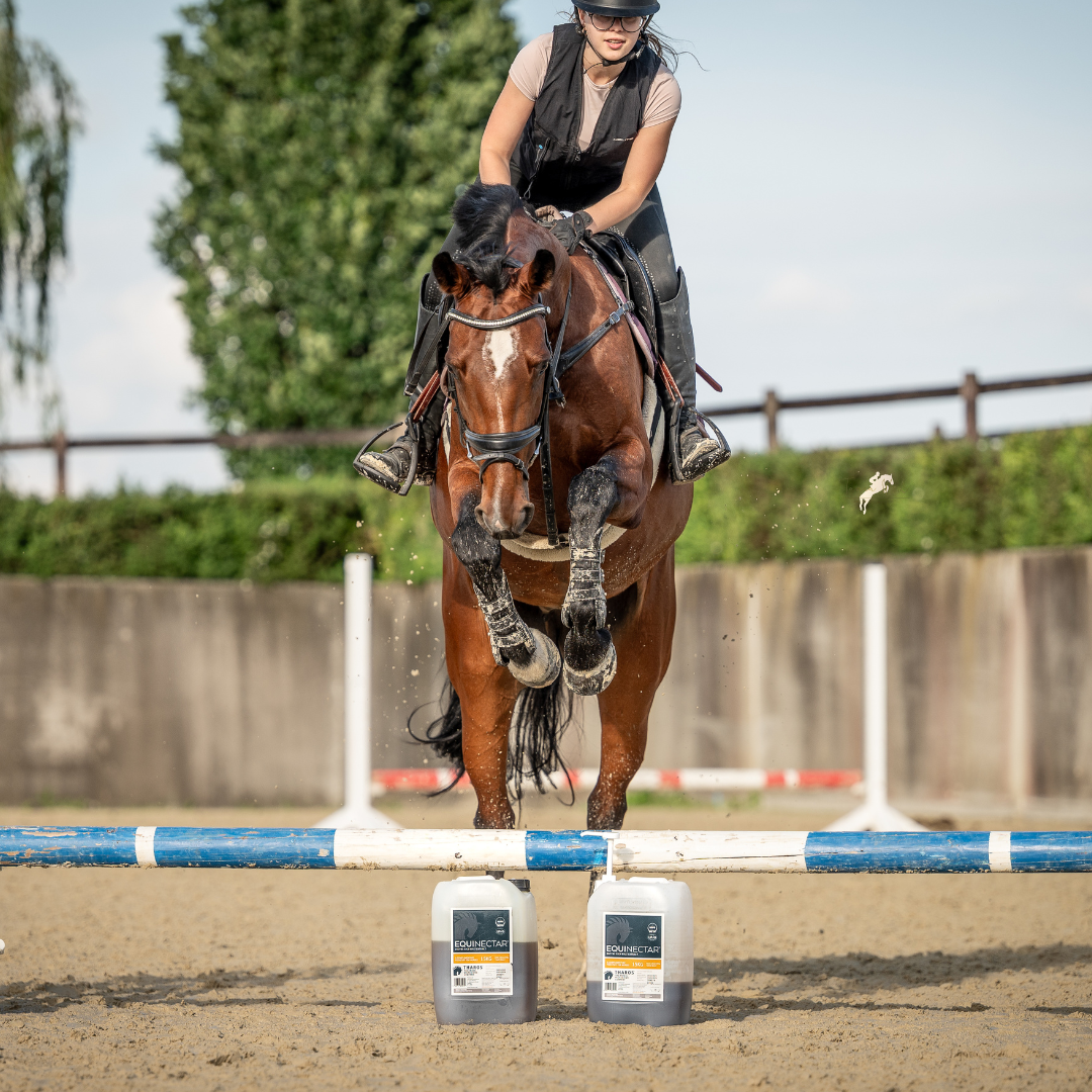 EquiNectar – Digestive Support for Horses in Training