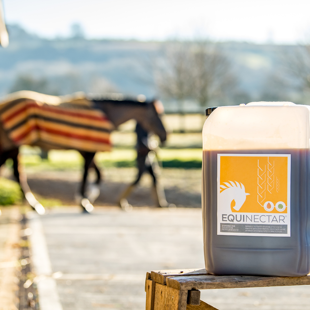 EquiNectar’s transformative impact on Therapy Horses