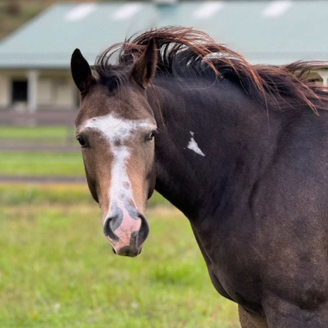 Horse of the week – Glory B