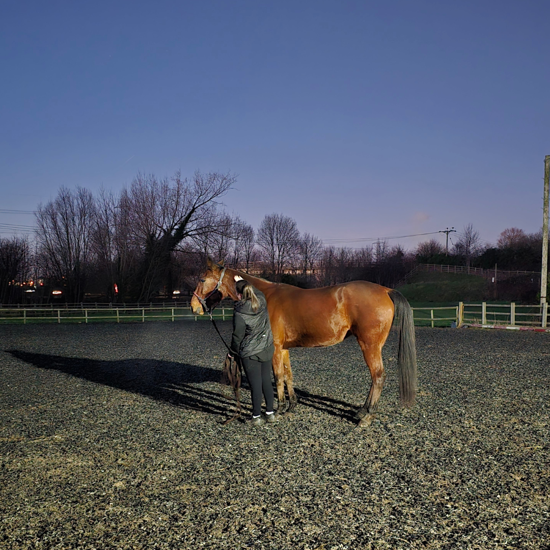 Horse of the week – Harvey