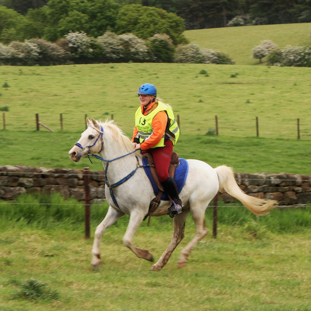 Horse of the week - Vanilla