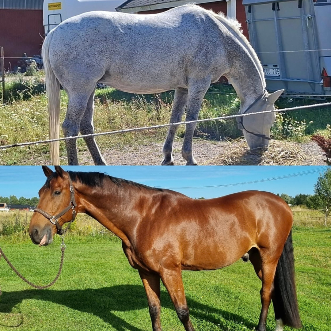 Horses of the week - Champagne & Diamanten