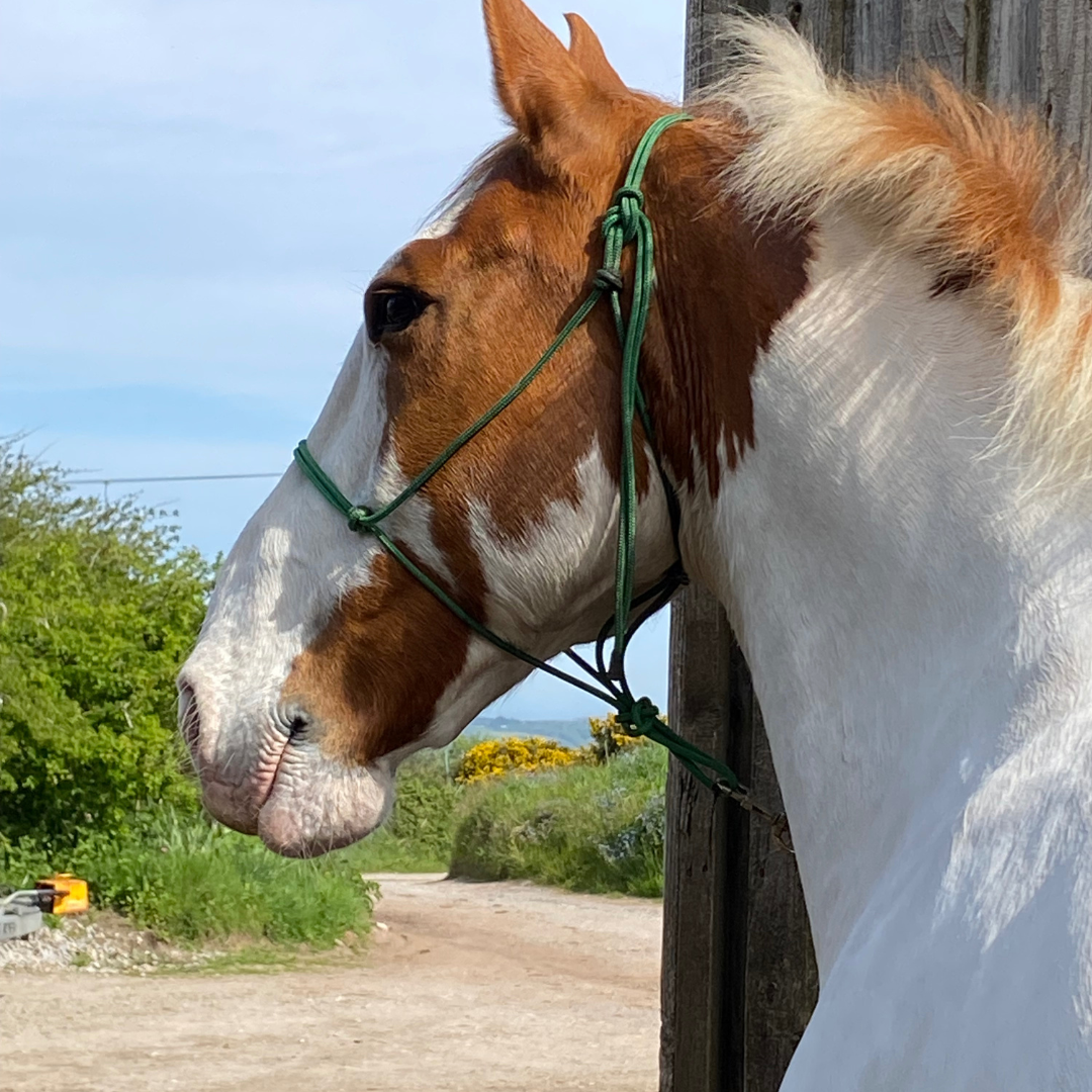 Horse of the week – Kyro