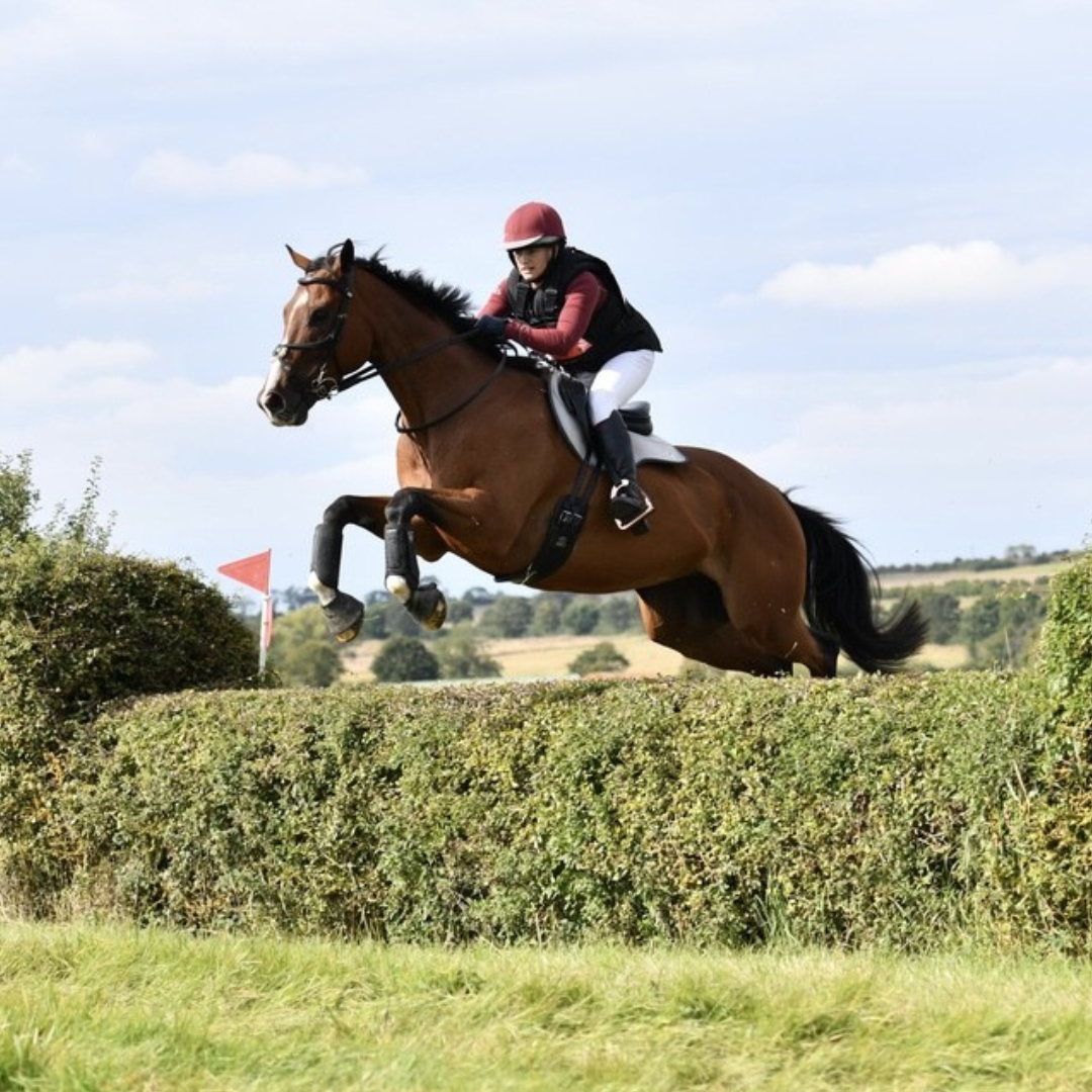 Horse of the week - Lennie