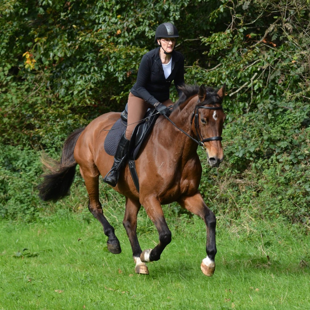 Horse of the Week – Leo