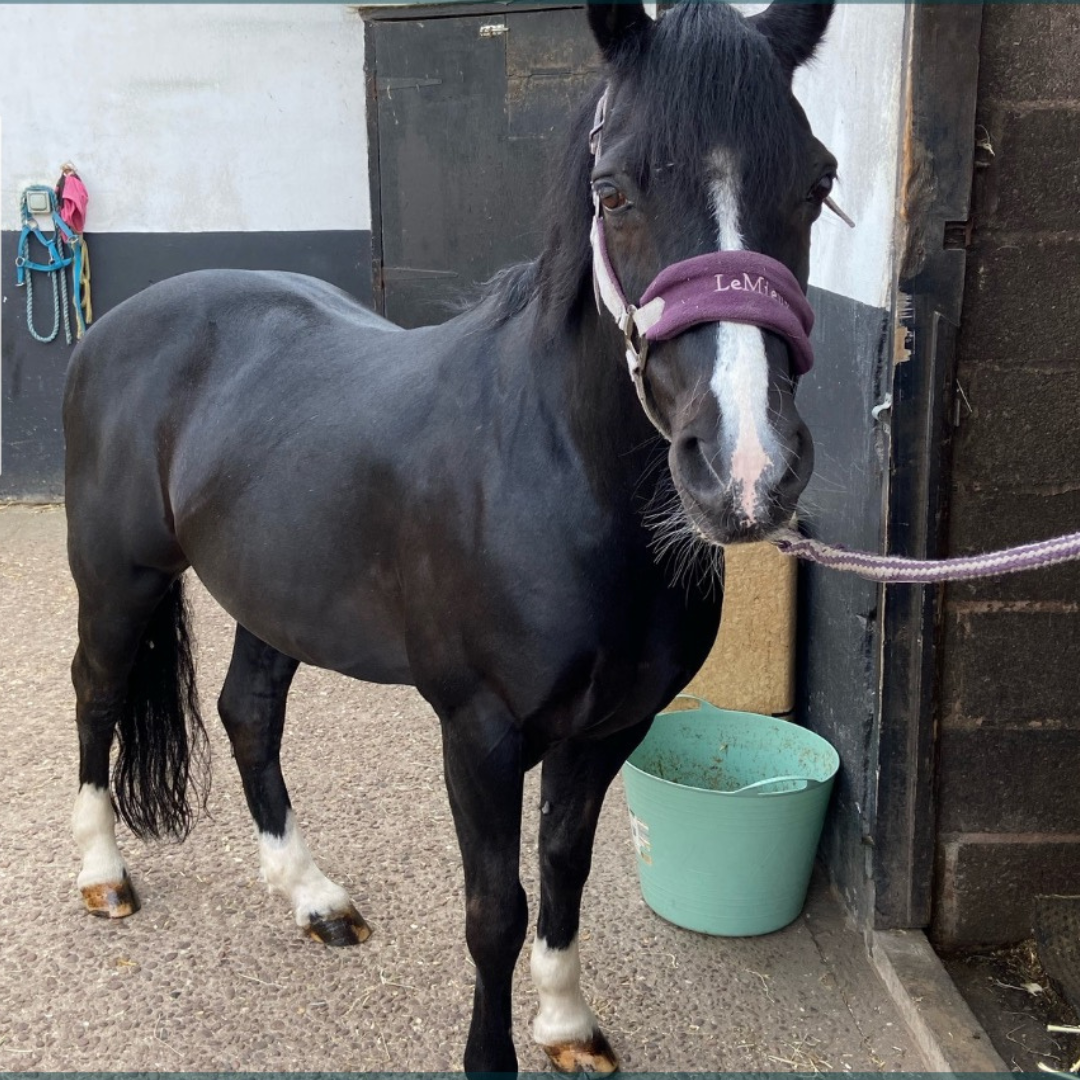 Horse of the week - Max