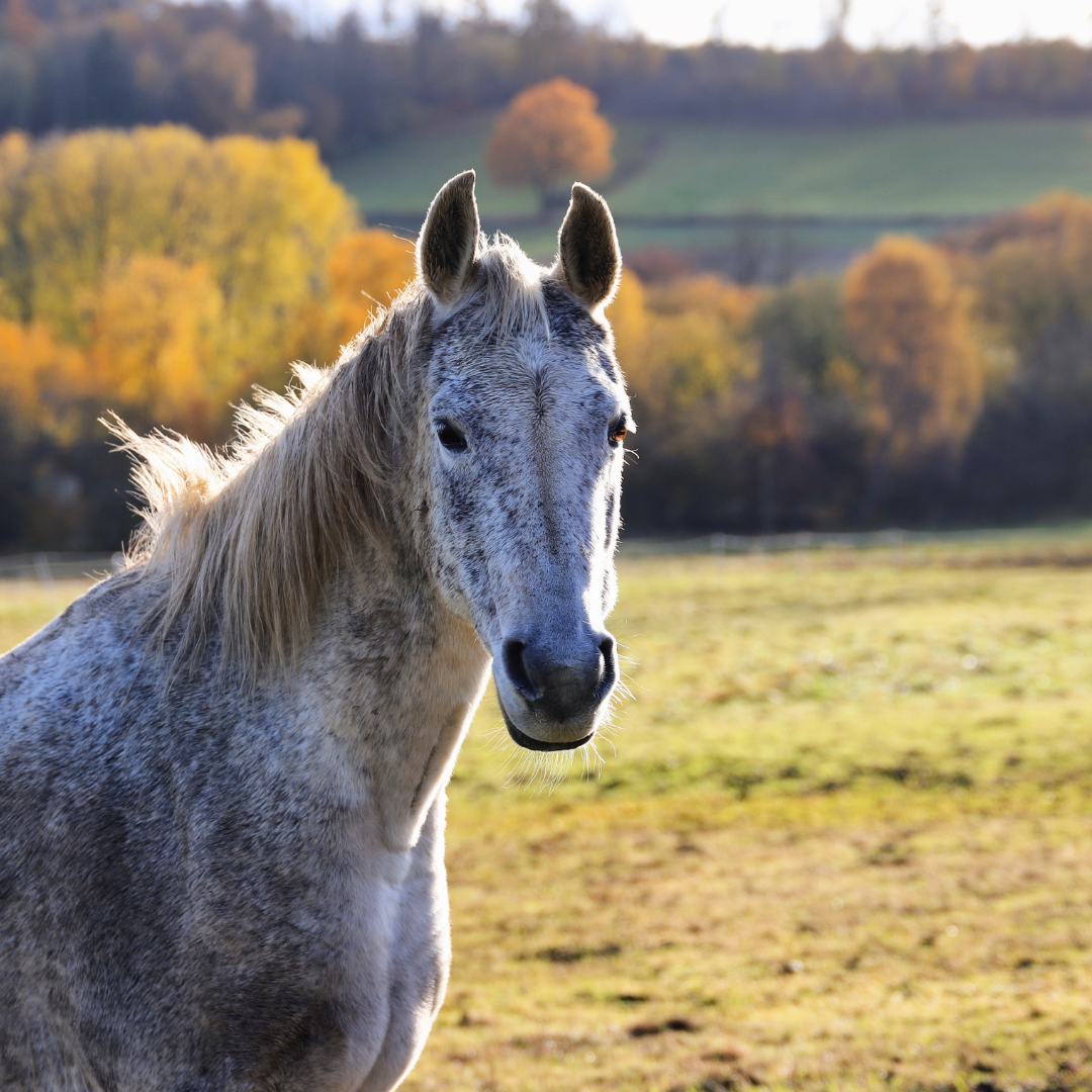 Metabolomics and the equine microbiome: does diet matter?