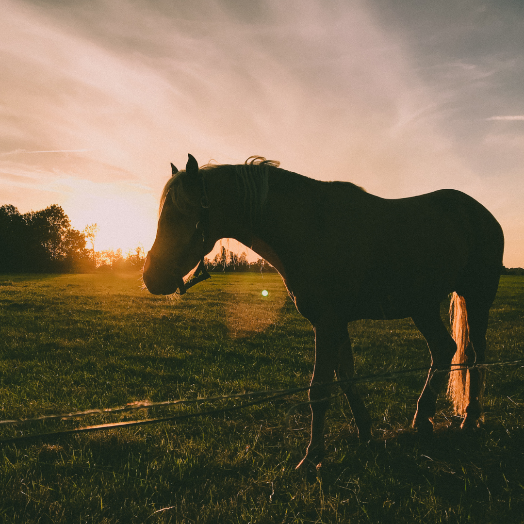 EquiNectar Stories from the Czech Republic | Part One