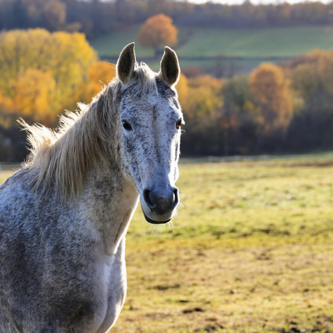 Spring Fever in Horses: Understanding and Managing Seasonal Changes