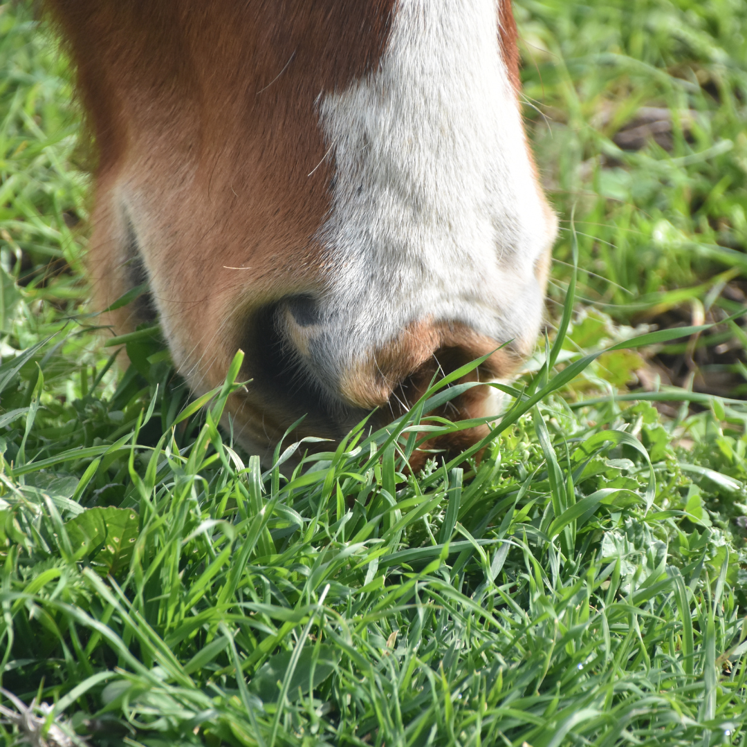 Spring's Green Peril: Navigating the Risks of Lush Grass and Colic in Horses