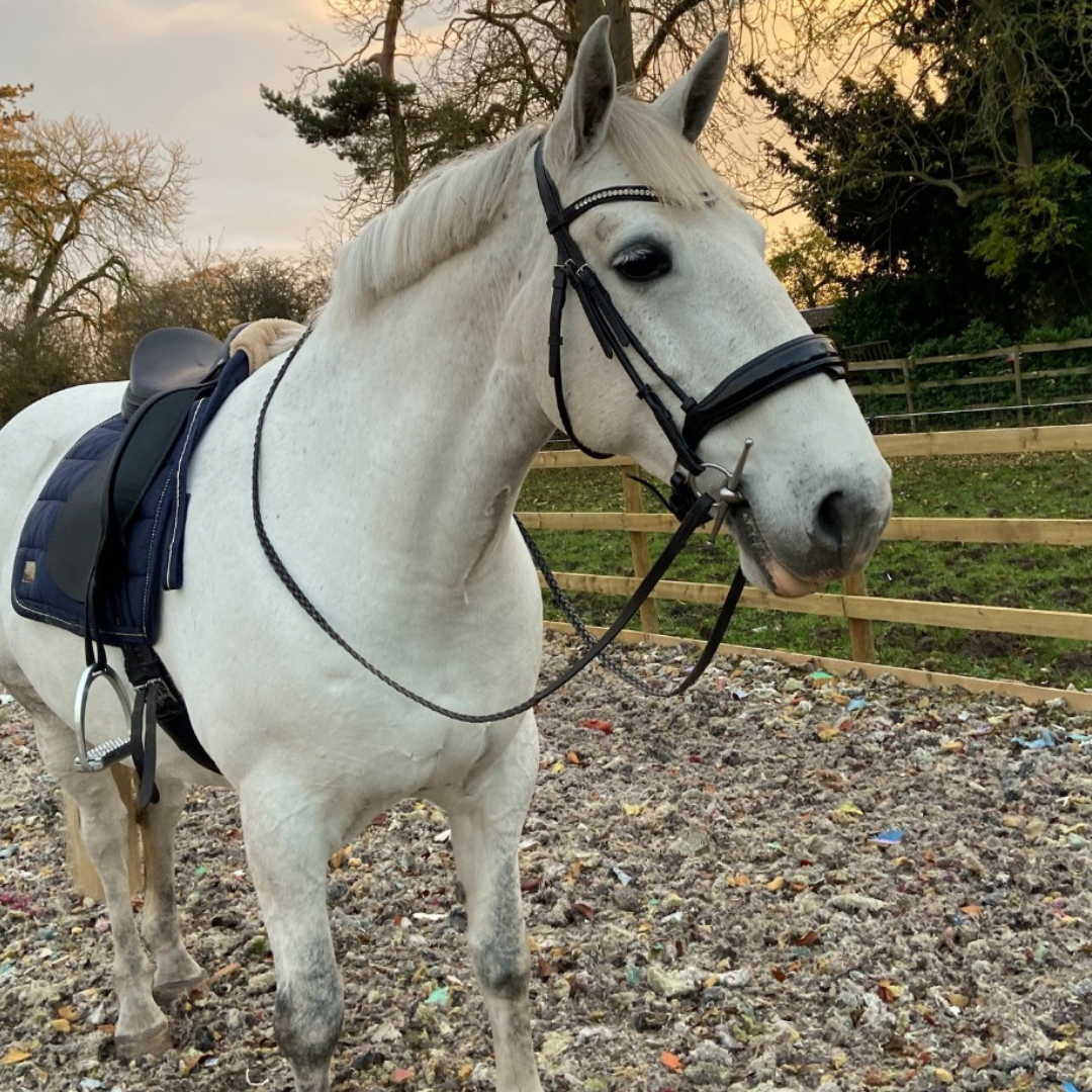 Horse of the week - Star