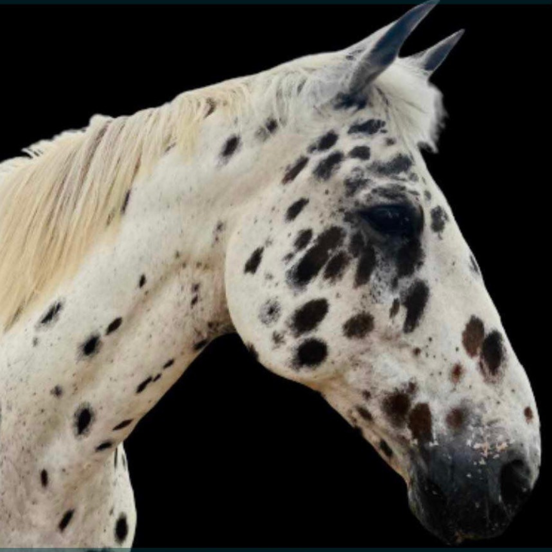 Horse of the week – Storm #1
