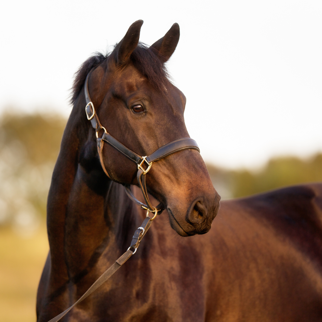 The use of SIFT-MS in profiling the faecal volatile metabolome in horses with colic: a pilot study