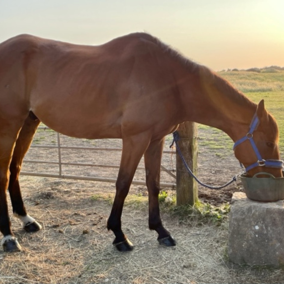 Horse of the week - Vinnie