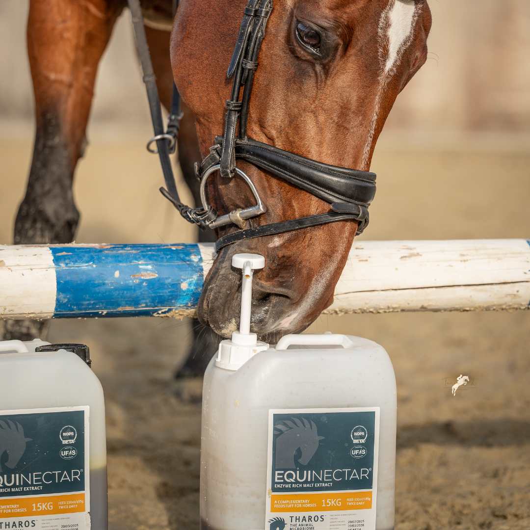 Why February is ideal to add EquiNectar to your horse’s routine