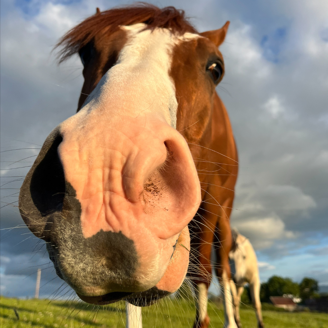 Horse of the week – Apollo