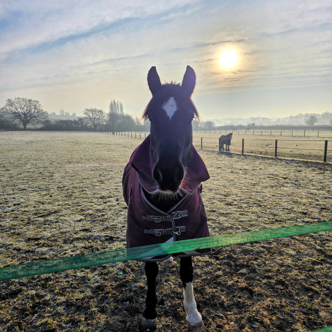Horse of the week – Belle