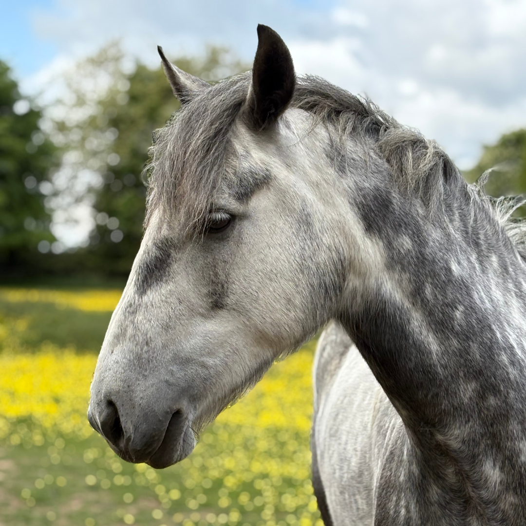 Horse of the week – Flash