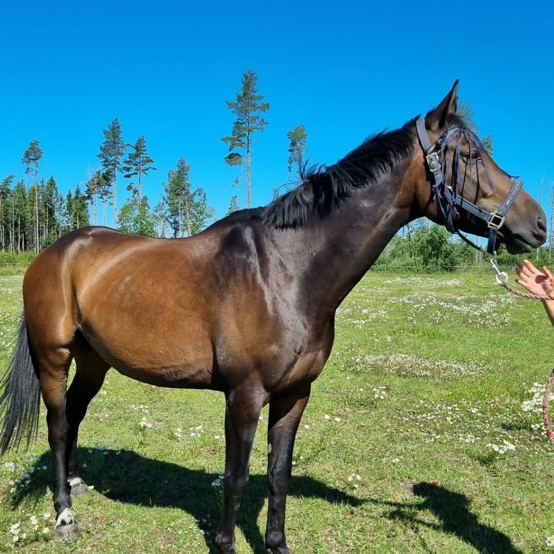 Horse of the week - Granit