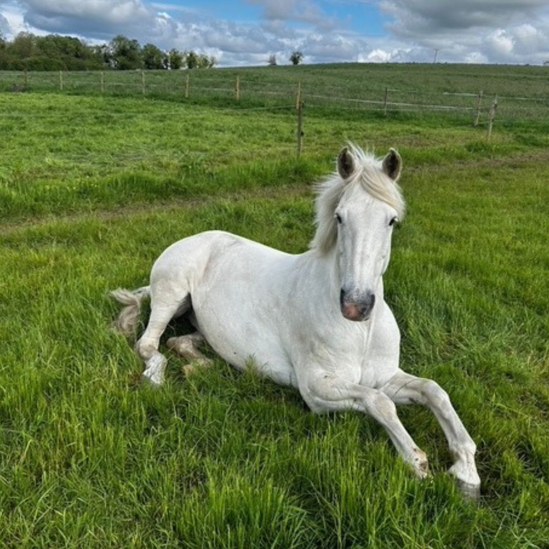 Horse of the week – Hicks