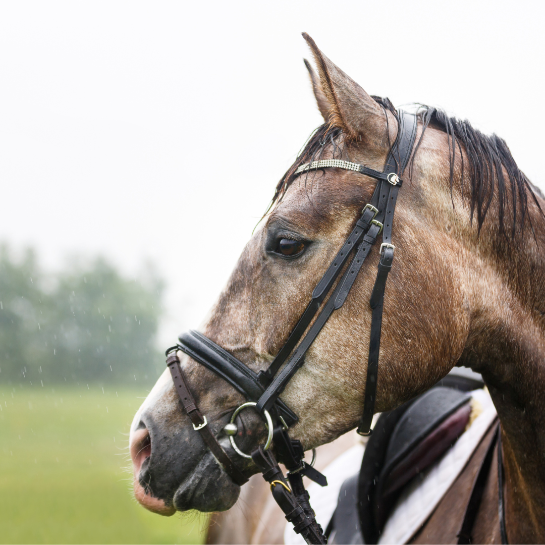 From Drought to Downpours: What Britain’s Changing Summer Weather Means for Your Horse’s Gut