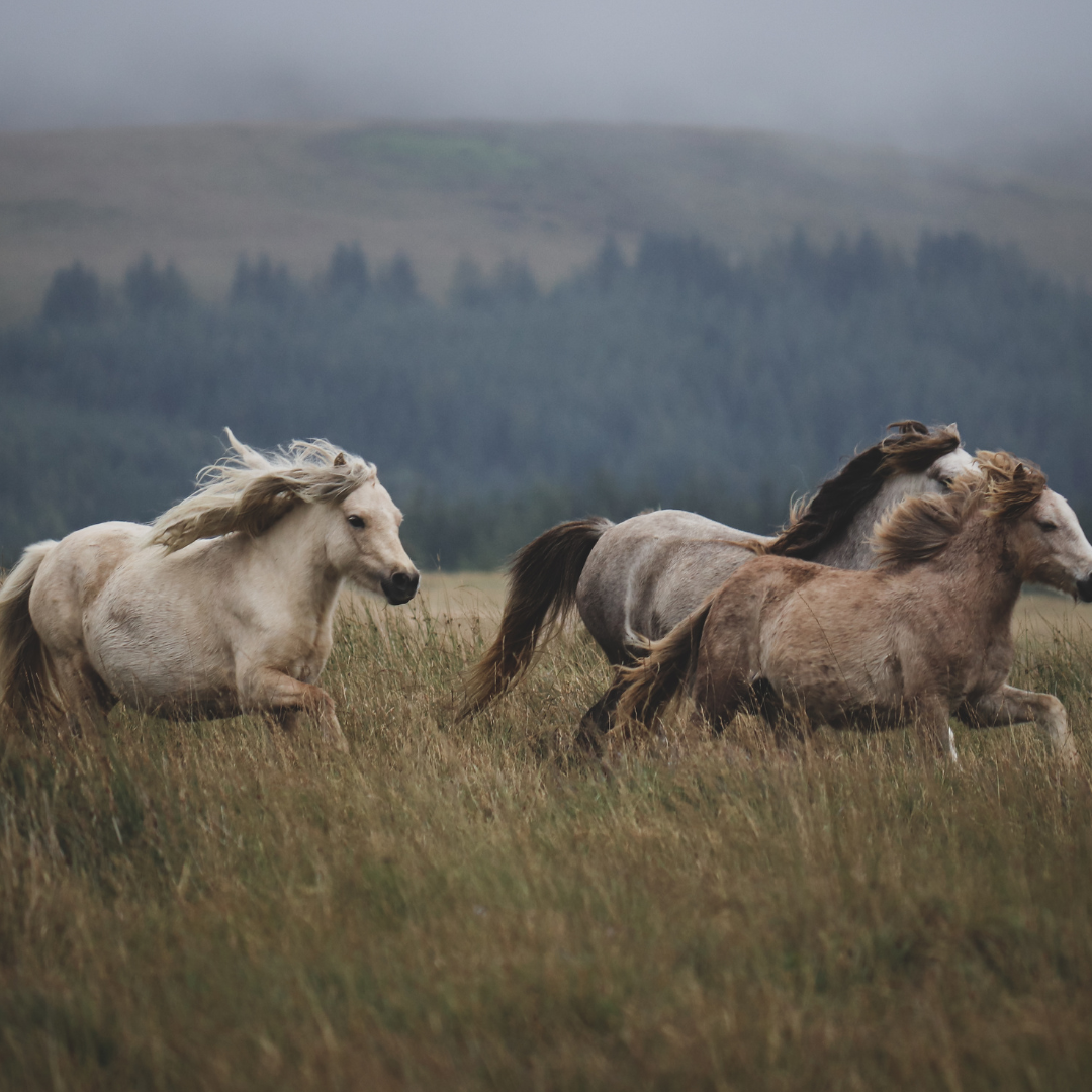 Understanding Insulin Resistance in Horses: The Gut Health Connection