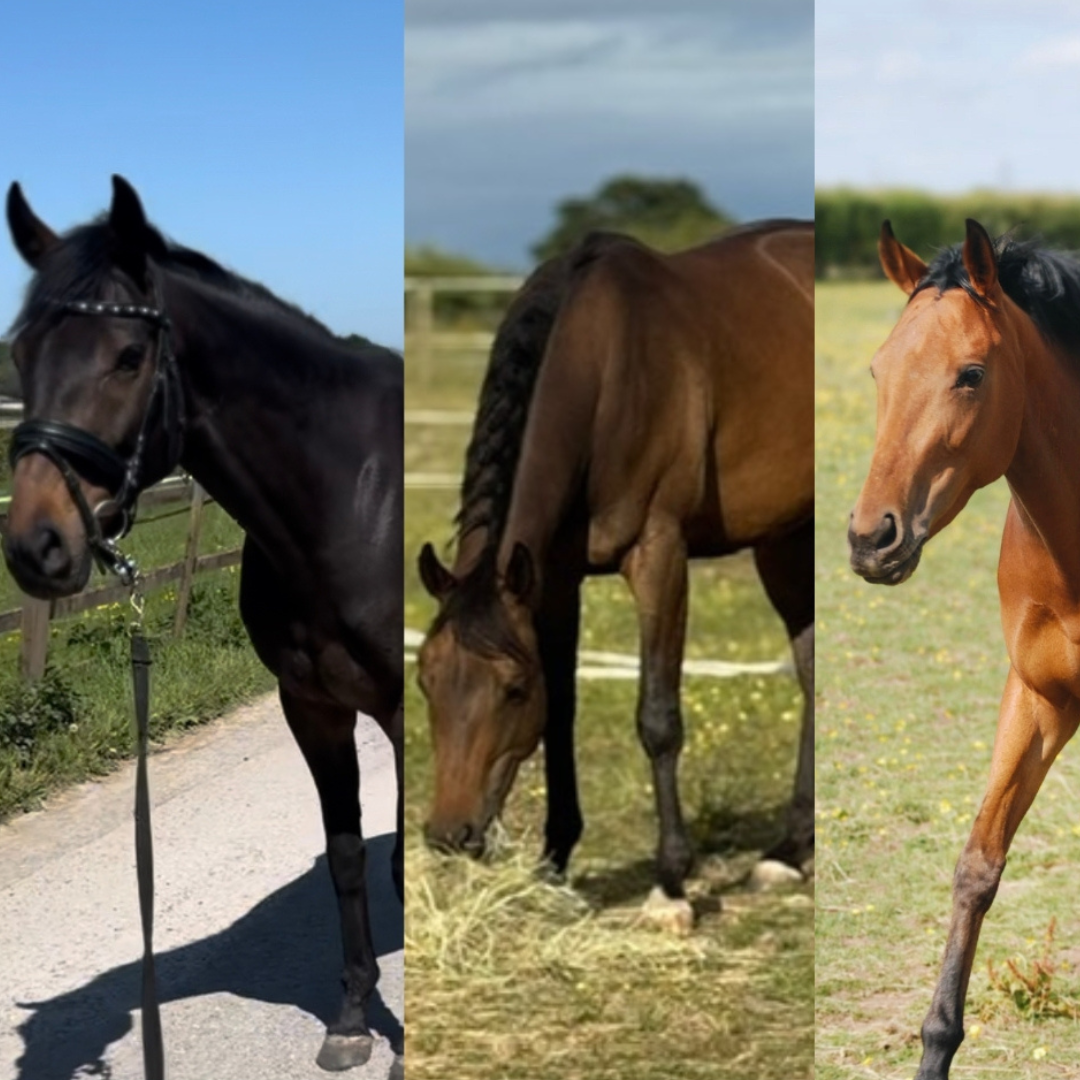 Horses of the week – Kracka, Bruno & Dinks