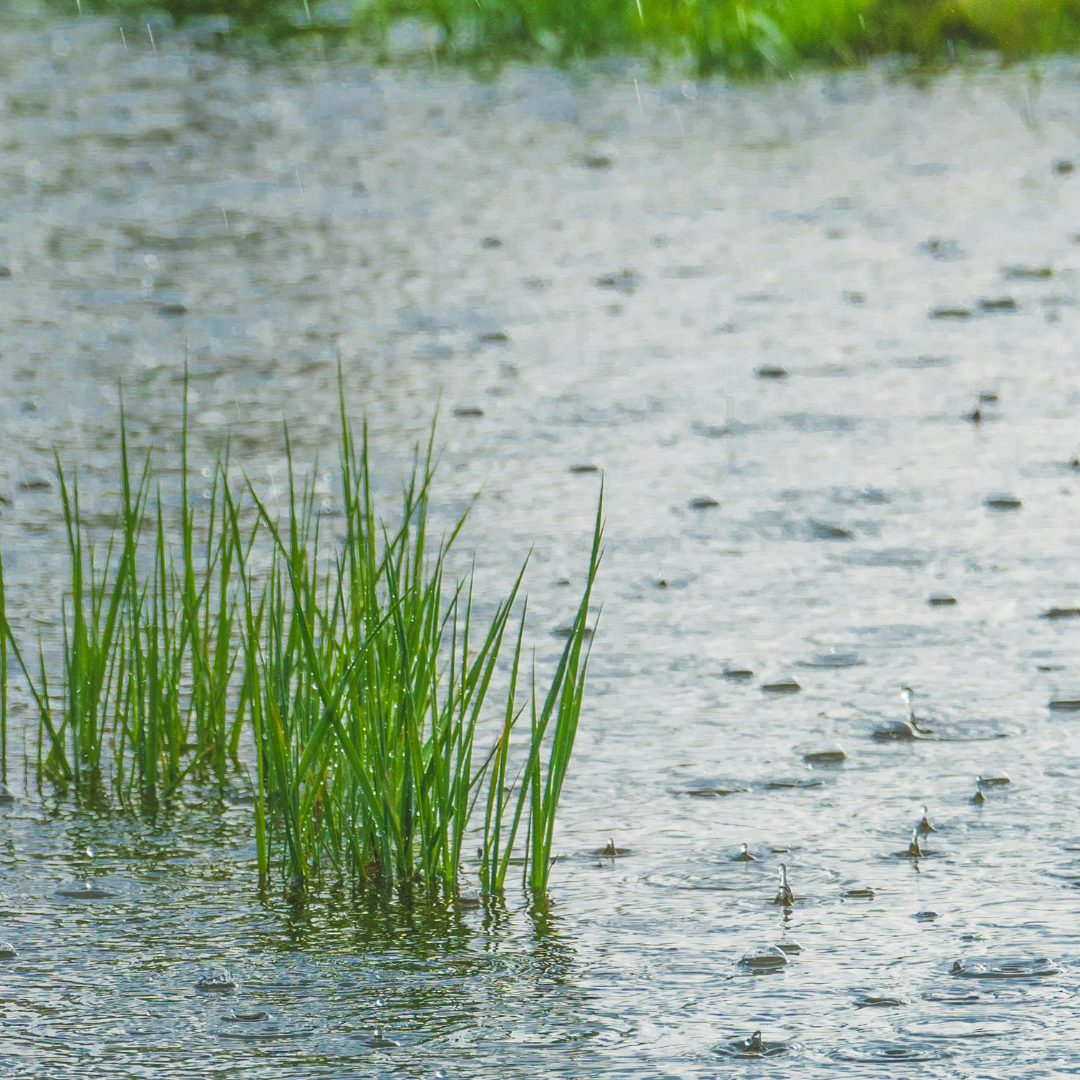 Wet weather and flooded fields: Adjusting to Changes in Grazing and Diet