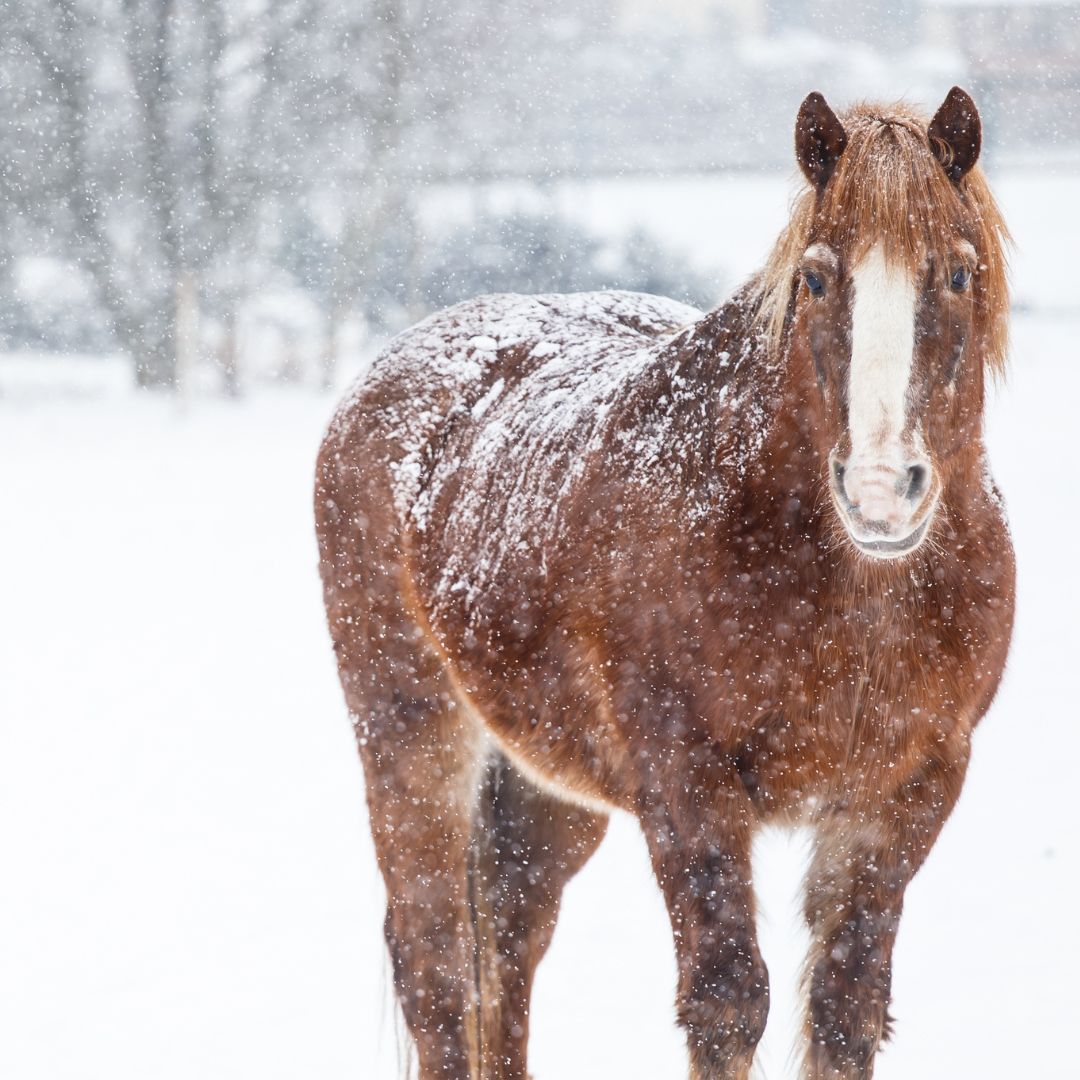Winter Colic: How Cold Weather Increases the Risk of Digestive Issues in Horses
