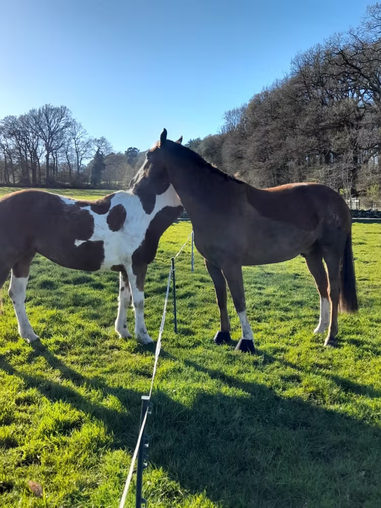 EquiNectar customer horse