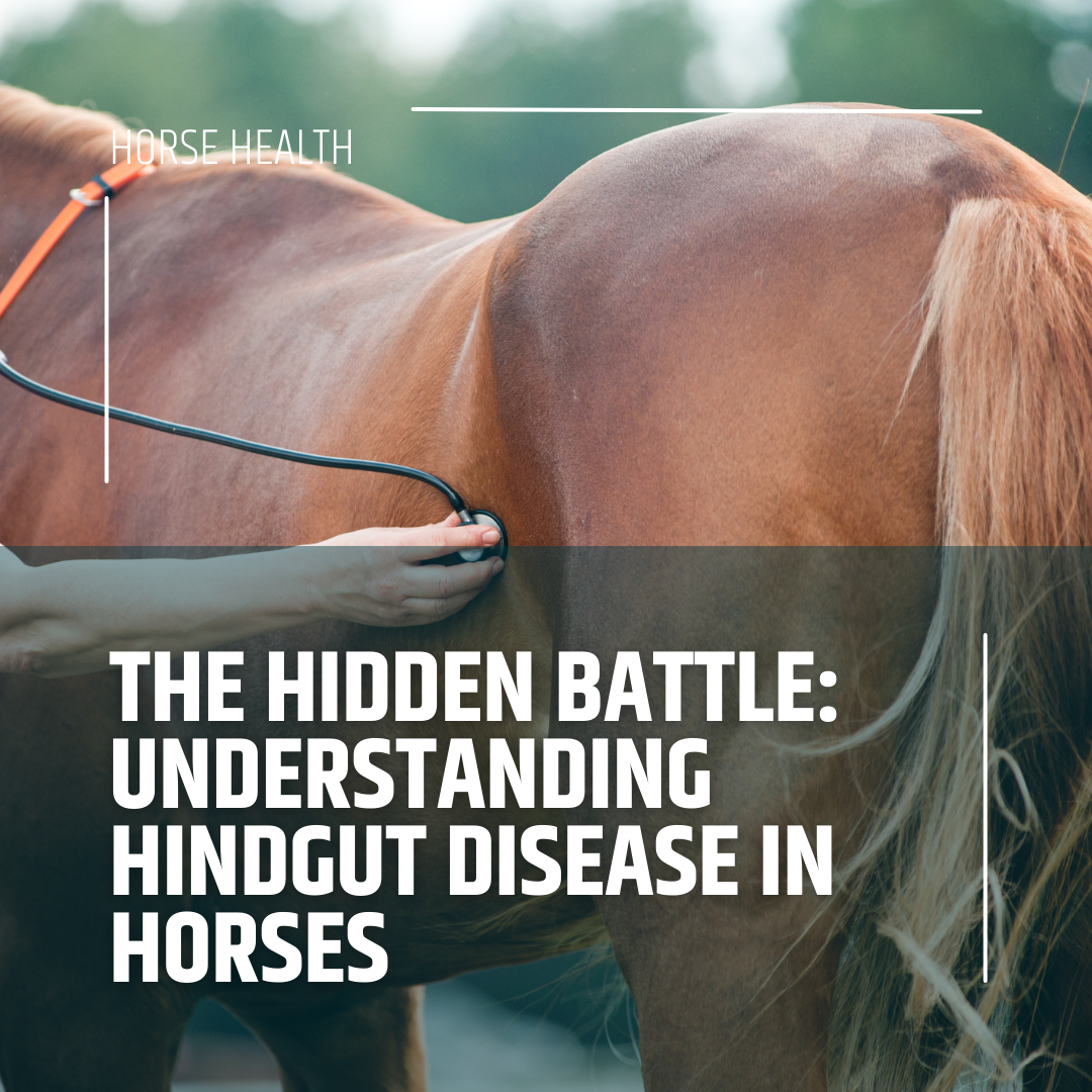 Understanding Hindgut Problems in Horses: A Vital Guide