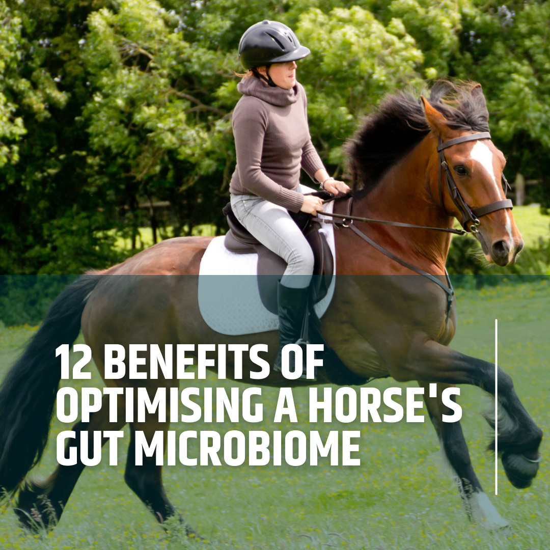 12-benefits-of-optimising-a-horse-s-gut-microbiome-equinectar